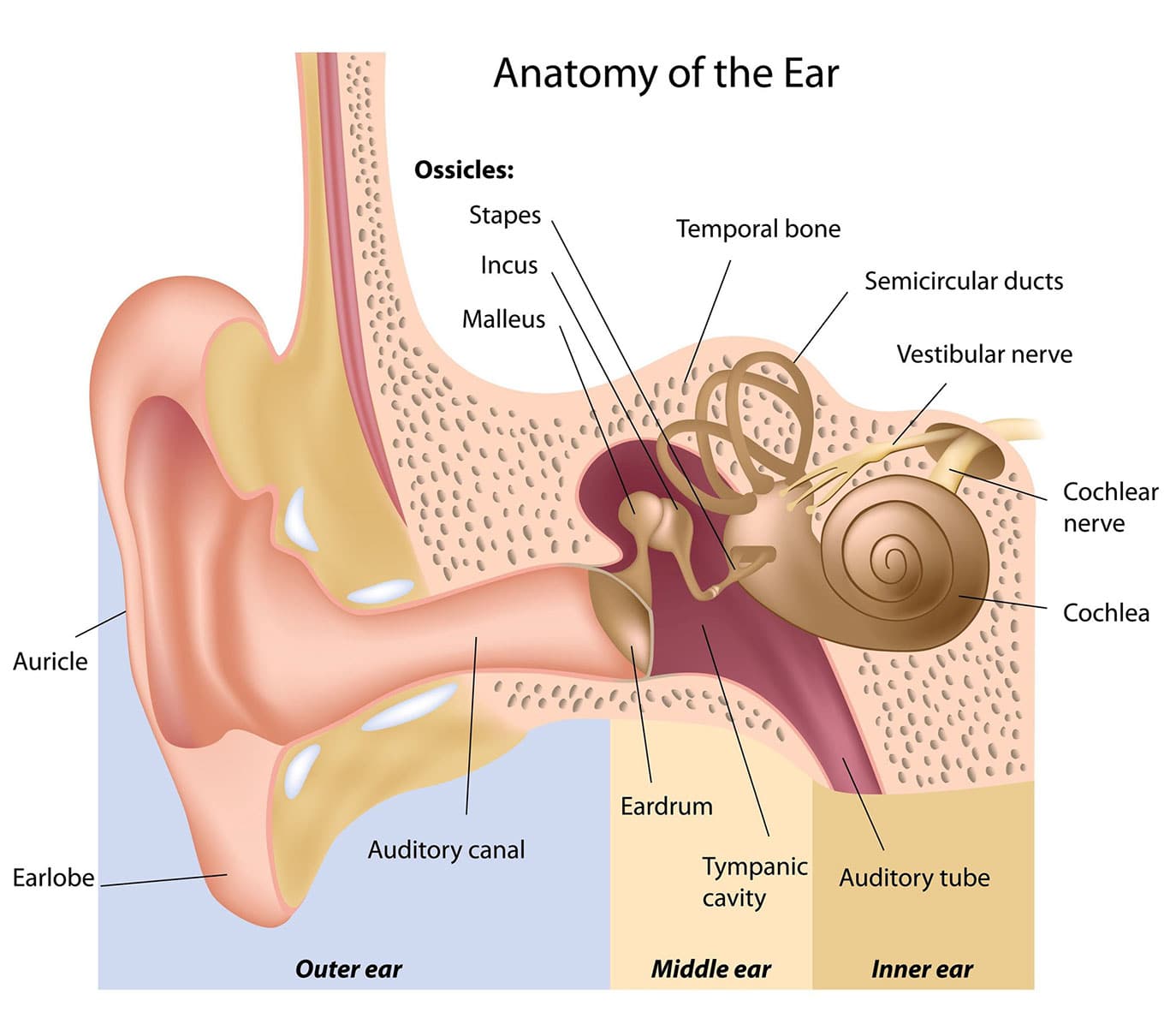 diagram of how the ear works